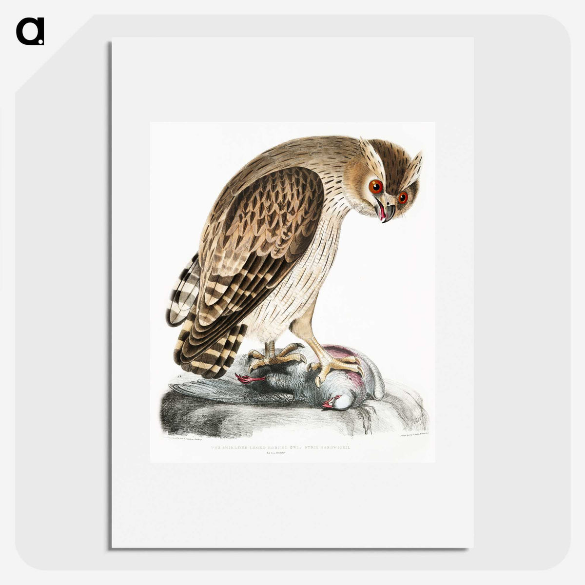 1-27_Indian-Zoology_picture