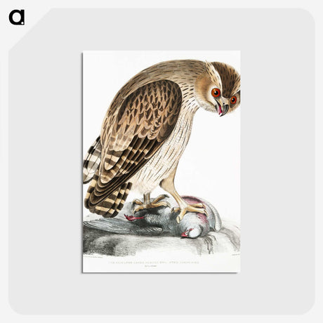 1-27_Indian-Zoology_postcard