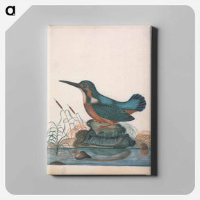 アートパネル-Anna Blackburne's Natural History Cabinet
 - ジェームズ ボルトン Canvas.