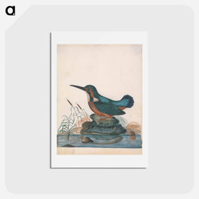 アートポストカード-Anna Blackburne's Natural History Cabinet
 - ジェームズ ボルトン Postcard.