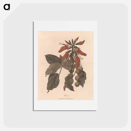 アートポストカード-Kuara
 - ジェームス ヒース Postcard.