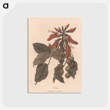 アートポストカード-Kuara
 - ジェームス ヒース Postcard.