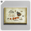 1-27_Jan-Van-Kessel_canvas