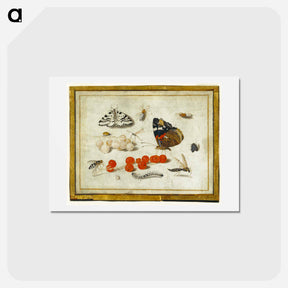 アートポストカード-Butterflies, Insects, and Currants
 - ヤン ファン ケッセル Postcard.