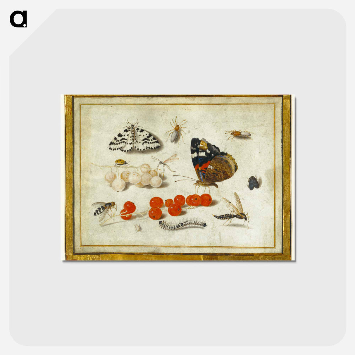 アートポストカード-Butterflies, Insects, and Currants
 - ヤン ファン ケッセル Postcard.