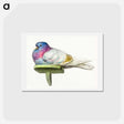アートポストカード-Pigeon sitting on a shelf - ジャン ベルナール Postcard.