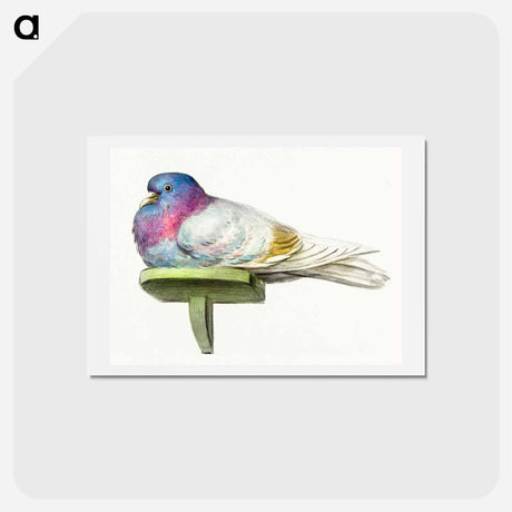 アートポストカード-Pigeon sitting on a shelf - ジャン ベルナール Postcard.