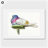 Pigeon sitting on a shelf - ジャン ベルナール Poster.
