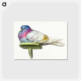 アートポストカード-Pigeon sitting on a shelf - ジャン ベルナール Postcard.