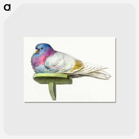 アートポストカード-Pigeon sitting on a shelf - ジャン ベルナール Postcard.