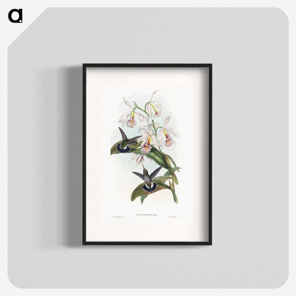 1-27_John-Gould_blk