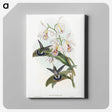 1-27_John-Gould_canvas