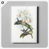 1-27_John-Gould_canvas