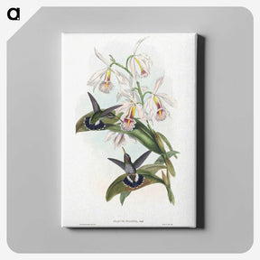 1-27_John-Gould_canvas