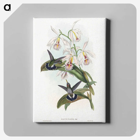 1-27_John-Gould_canvas