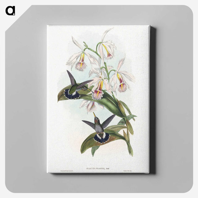 1-27_John-Gould_canvas