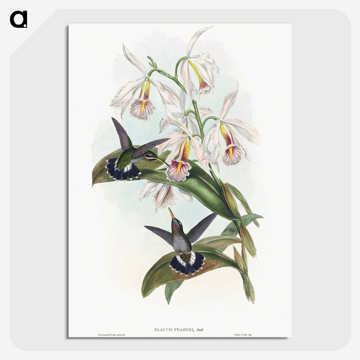 1-27_John-Gould_picture-crop