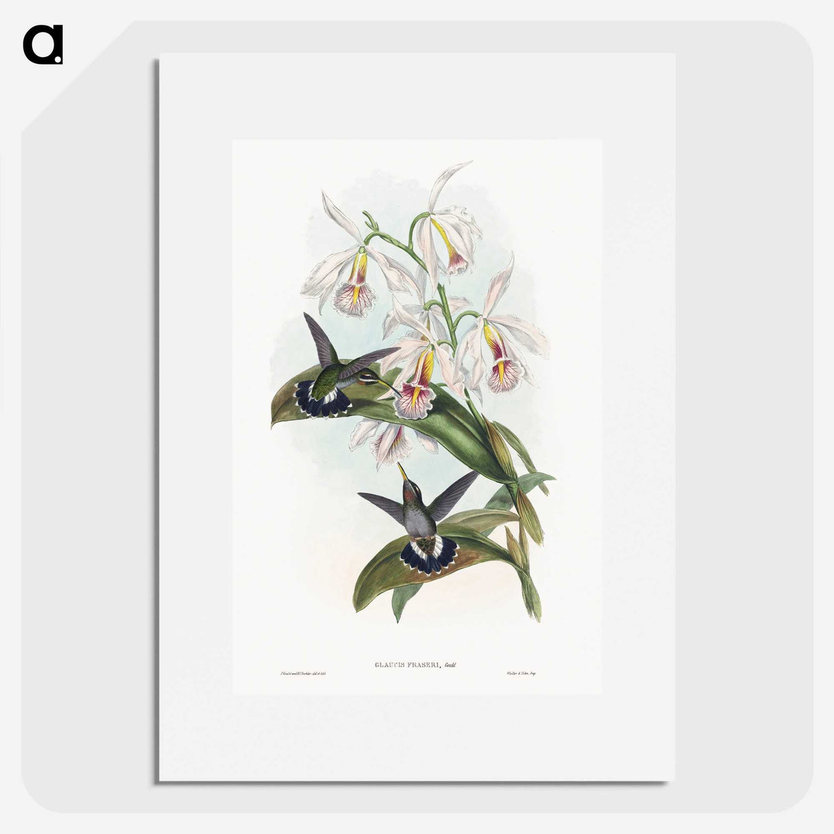 1-27_John-Gould_picture