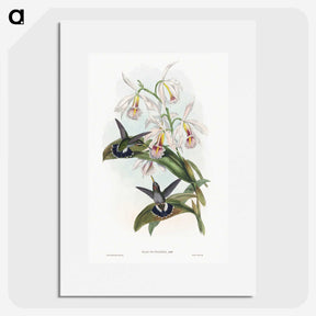 1-27_John-Gould_picture
