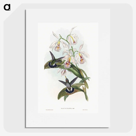 1-27_John-Gould_picture