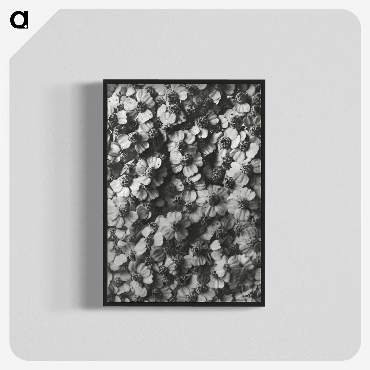 1-27_Karl-Blossfeldt_blk-crop