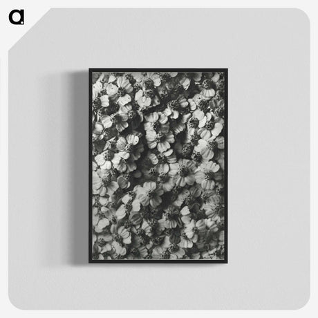 1-27_Karl-Blossfeldt_blk-crop