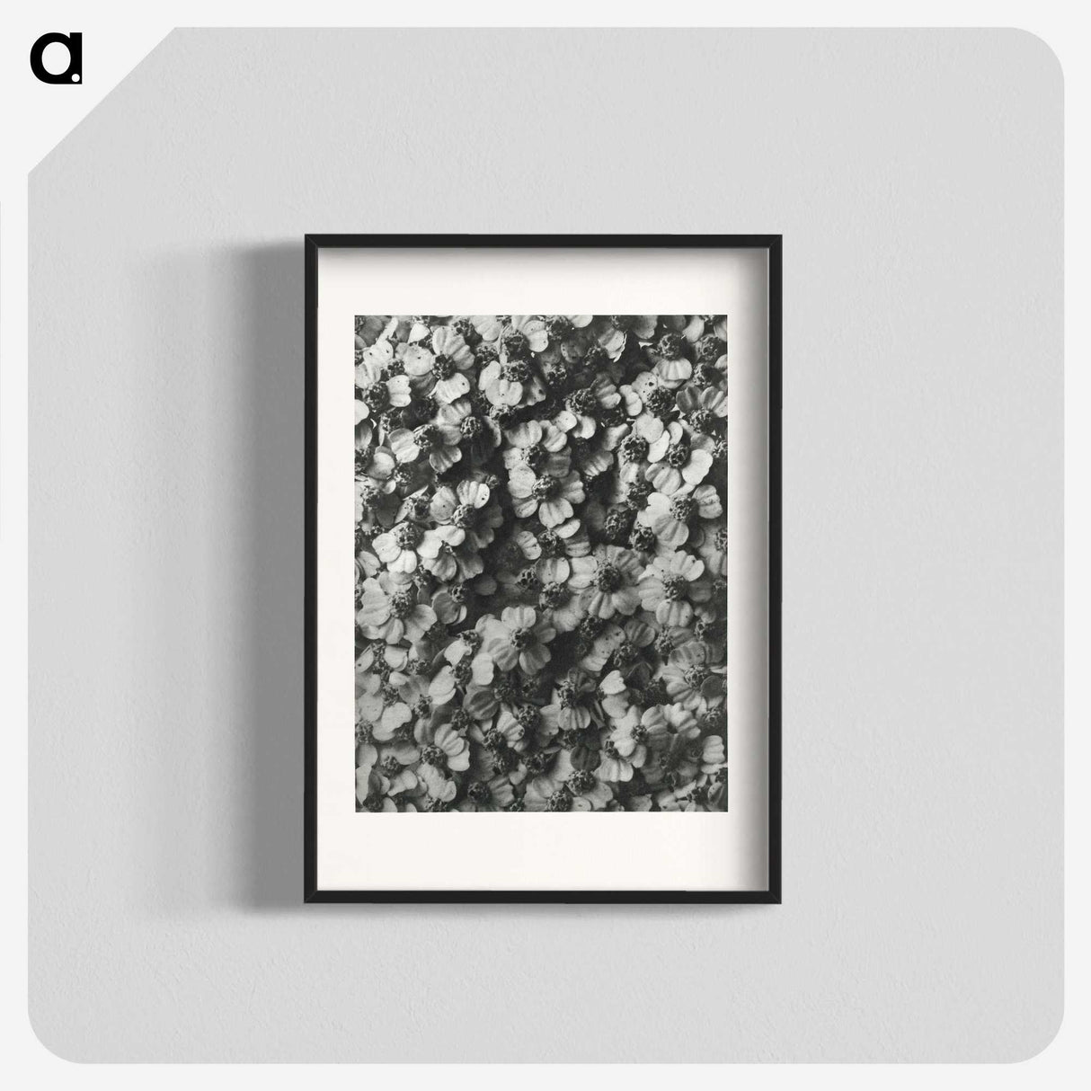 1-27_Karl-Blossfeldt_blk