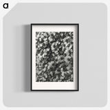 1-27_Karl-Blossfeldt_blk
