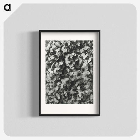1-27_Karl-Blossfeldt_blk
