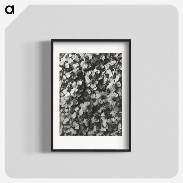 1-27_Karl-Blossfeldt_blk