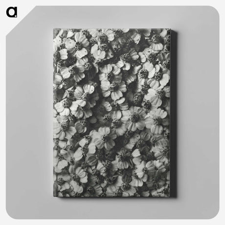 1-27_Karl-Blossfeldt_canvas