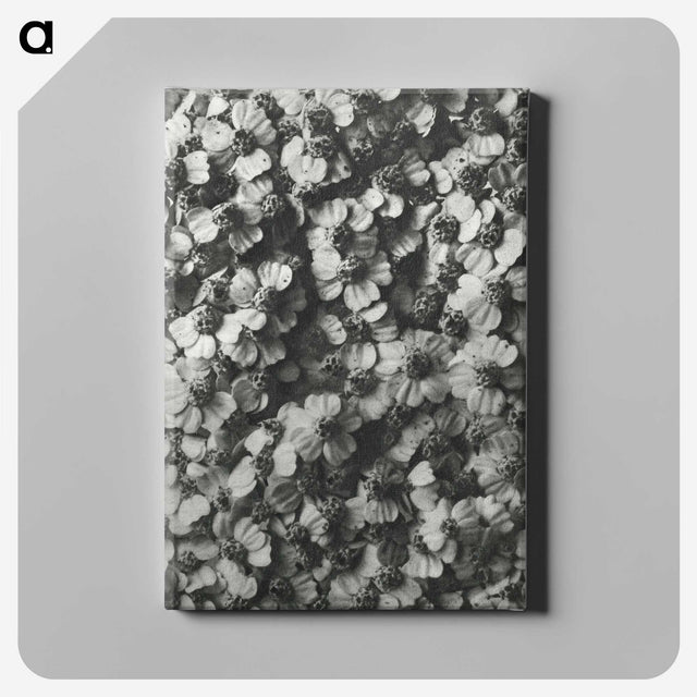 1-27_Karl-Blossfeldt_canvas