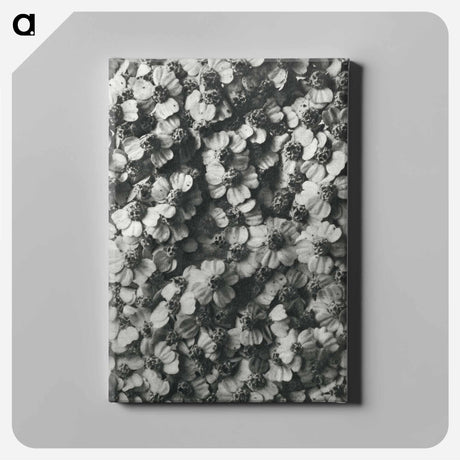 アートパネル-Achillea Millefolium - カール ブロスフェルト Canvas.
