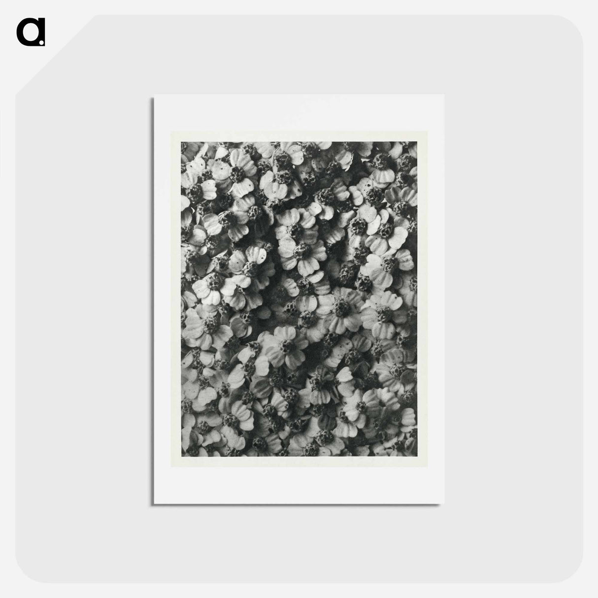 アートポストカード-Achillea Millefolium - カール ブロスフェルト Postcard.