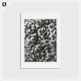 アートポストカード-Achillea Millefolium - カール ブロスフェルト Postcard.