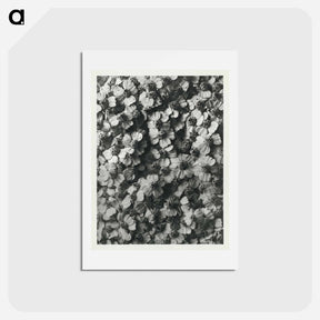 アートポストカード-Achillea Millefolium - カール ブロスフェルト Postcard.