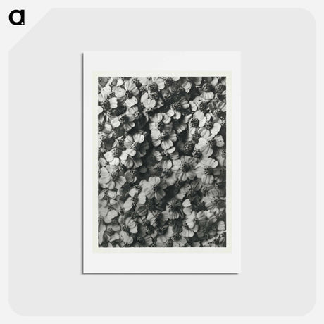 アートポストカード-Achillea Millefolium - カール ブロスフェルト Postcard.