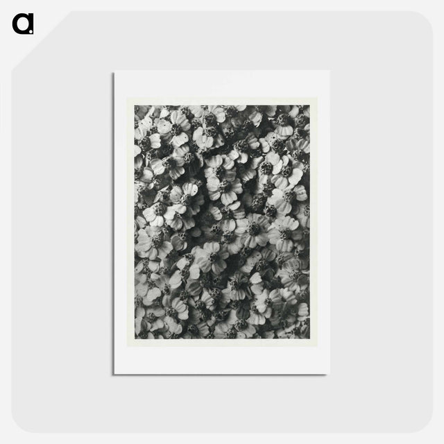 アートポストカード-Achillea Millefolium - カール ブロスフェルト Postcard.