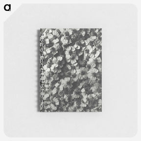 1-27_Karl-Blossfeldt_memo