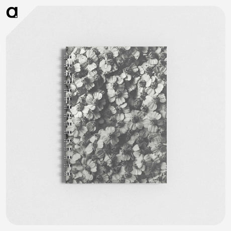 1-27_Karl-Blossfeldt_memo