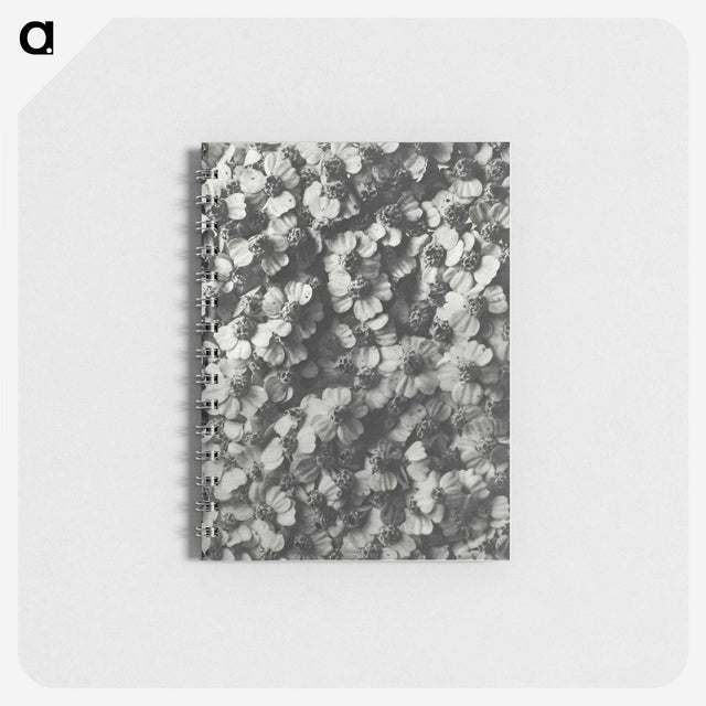 1-27_Karl-Blossfeldt_memo