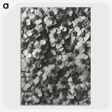 1-27_Karl-Blossfeldt_picture-crop