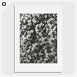 1-27_Karl-Blossfeldt_picture