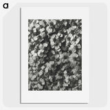 1-27_Karl-Blossfeldt_picture
