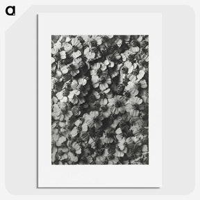 1-27_Karl-Blossfeldt_picture
