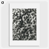 アートポスター-Achillea Millefolium - カール ブロスフェルト Poster.
