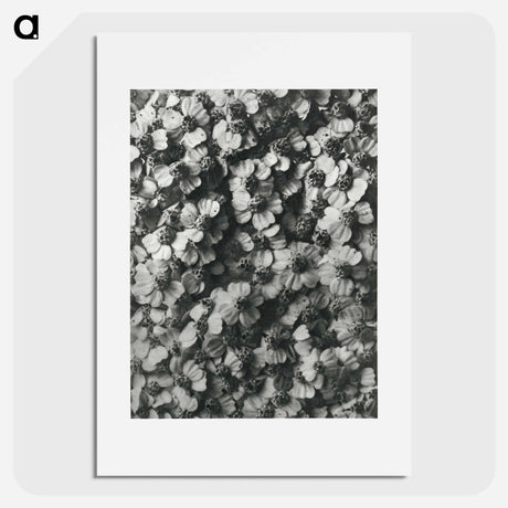 アートポスター-Achillea Millefolium - カール ブロスフェルト Poster.