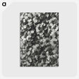 1-27_Karl-Blossfeldt_postcard
