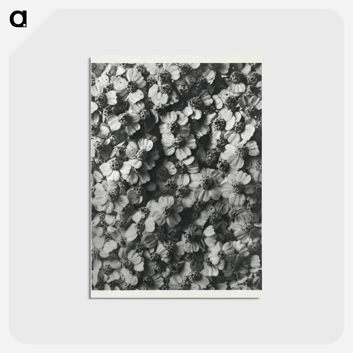 アートポストカード-Achillea Millefolium - カール ブロスフェルト Postcard.