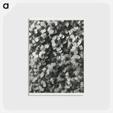 アートポストカード-Achillea Millefolium - カール ブロスフェルト Postcard.